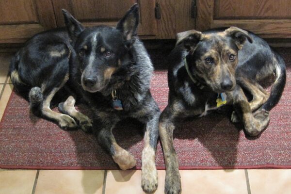 Oscar (13 yrs) and Olive (2 yrs) Oscar (13 yrs) and Olive (2 yrs)